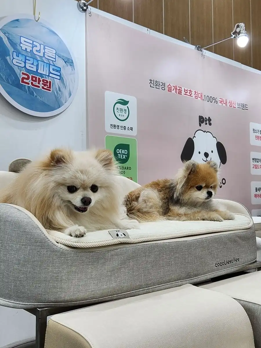 전시장 쿠션에 앉아 쉬는 반려견들